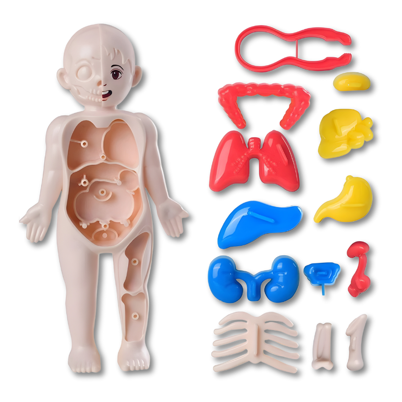 Anatomia