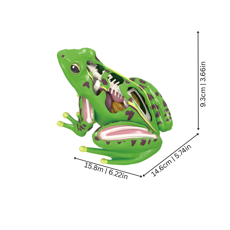 Frogli