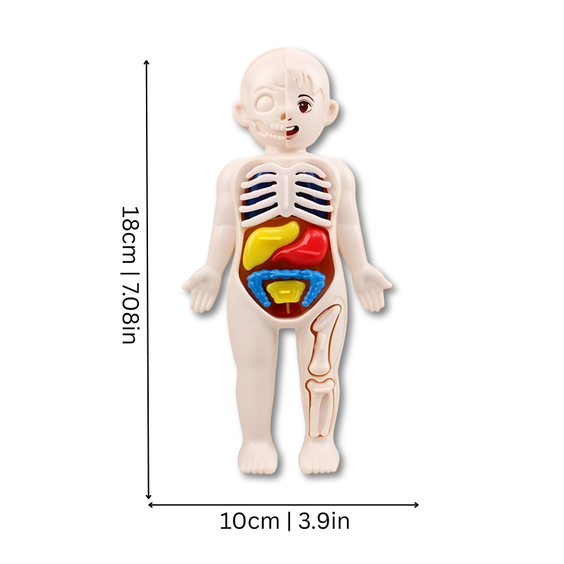 Anatomia