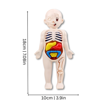 Anatomia